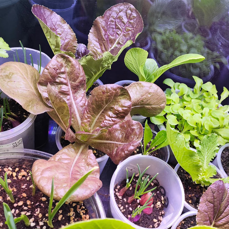 Best Hydroponic Grow Light System for Leafy Greens and Lettuces