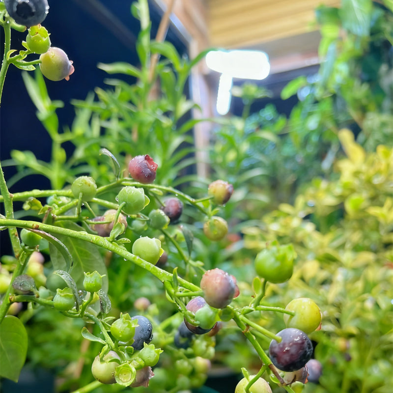How to Grow Plants with Artificial Light: A Beginner’s Guide to Indoor Gardening Success