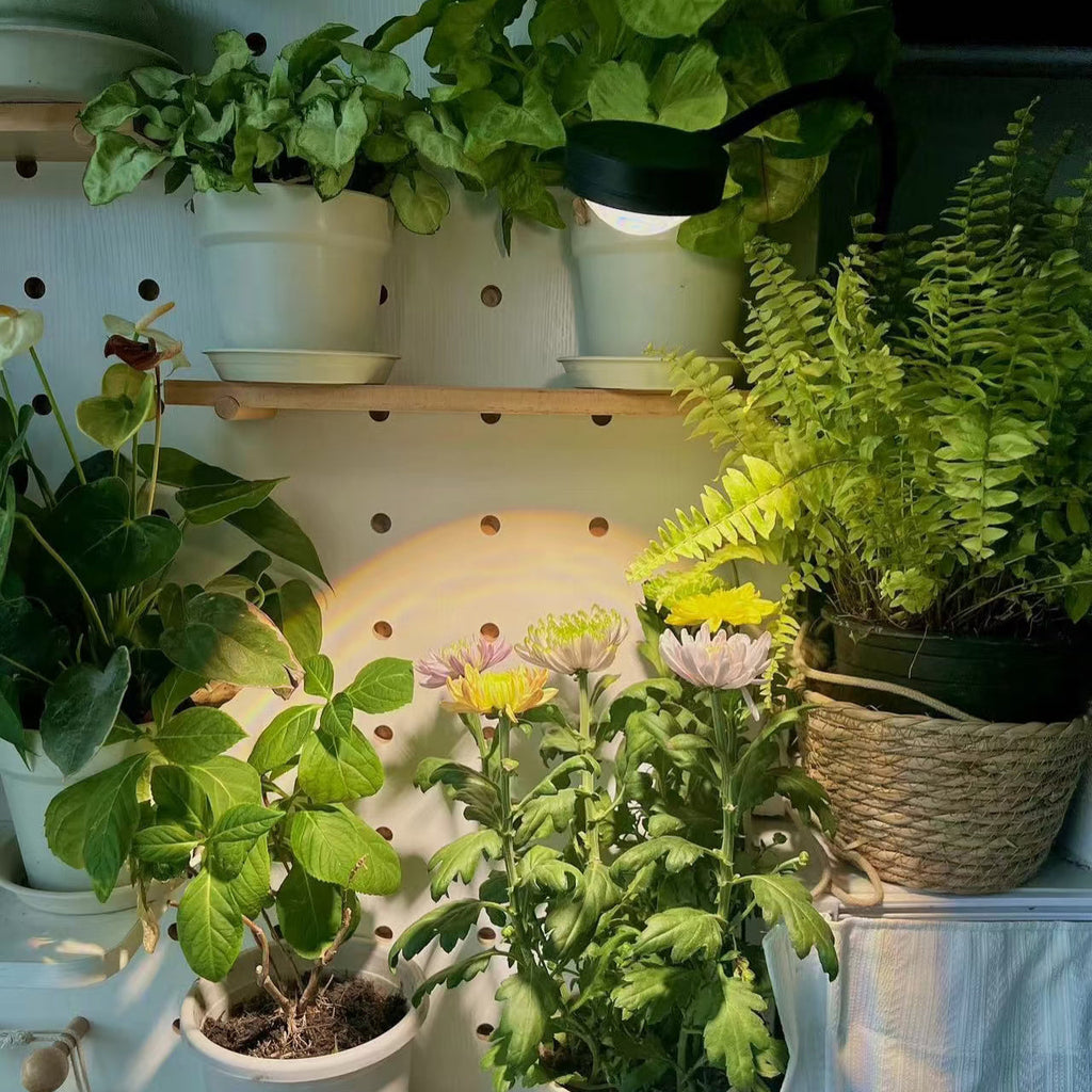 How to Sow Seeds Under a Growing Light