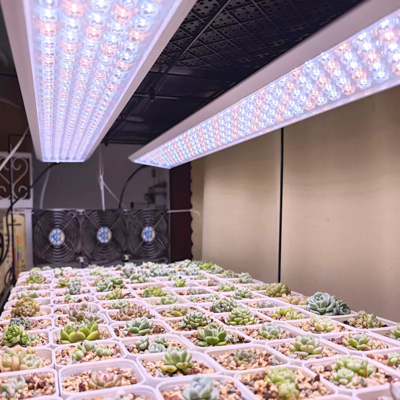 How Much Light is Enough for Indoor Plants?