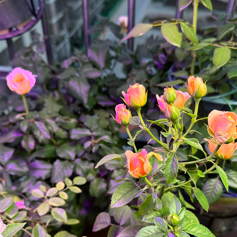 5 Signs Your Plants Are Begging for a Grow Light (And How to Choose One)