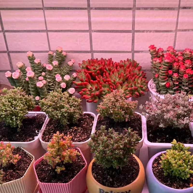 How to choose a suitable  growing light for indoor plants?