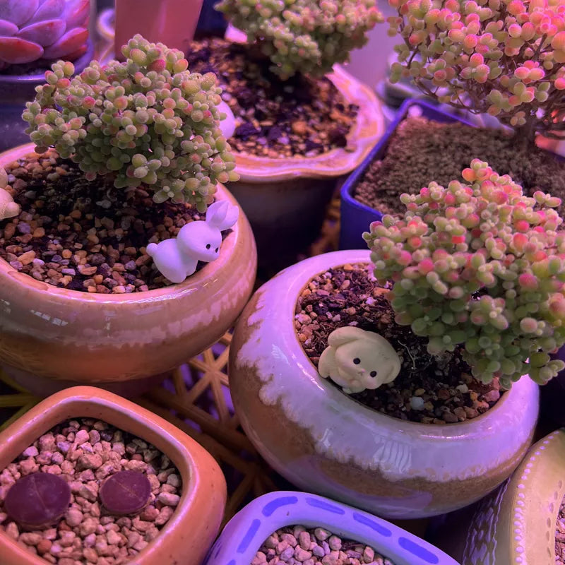 What Is the Best Light Spectrum for Plant Growth?