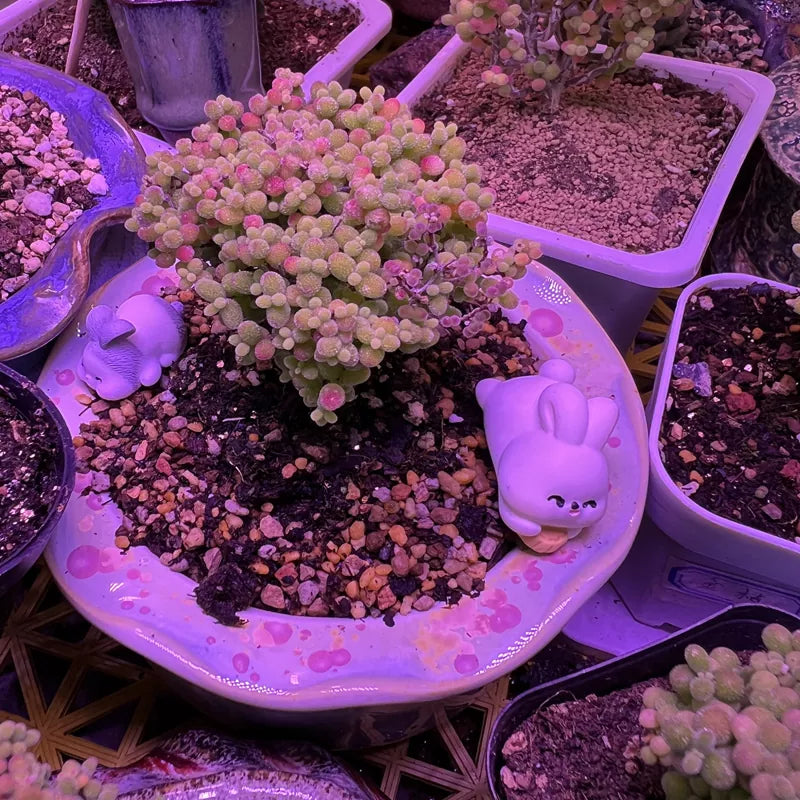 How Far Should LED Grow Lights Be From Plants？