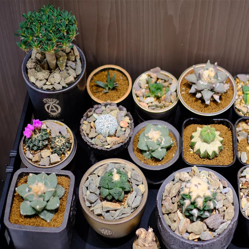 Are grow lights used for szuchini seed starting?